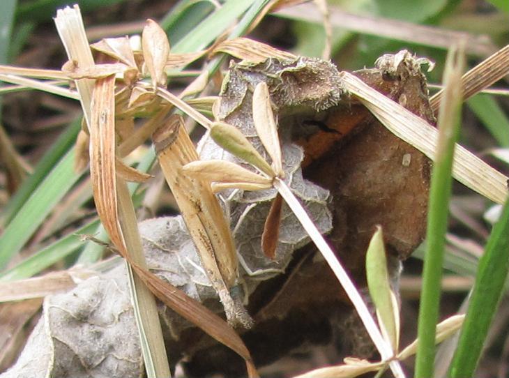 Agriphila sp.?